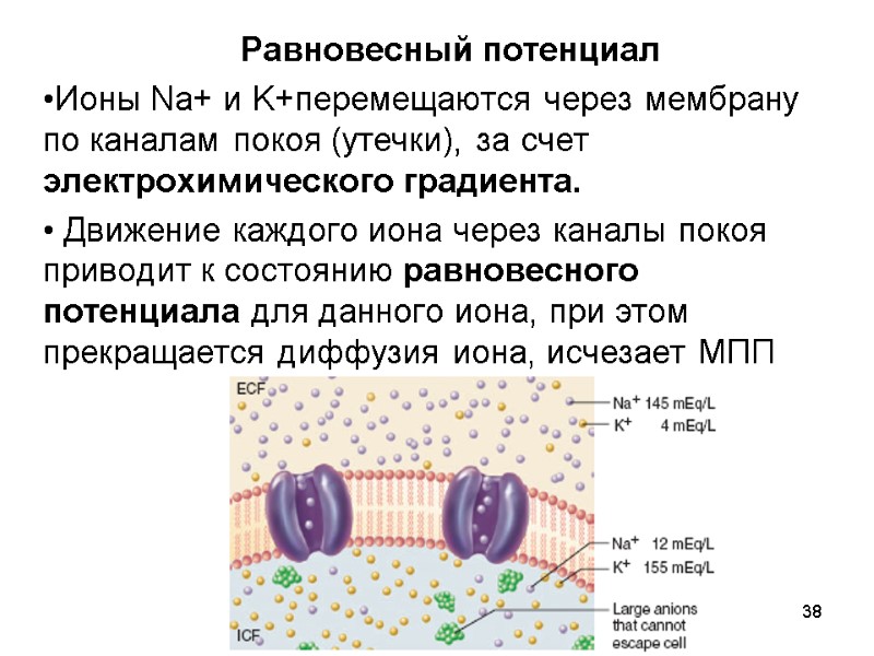 38 Равновесный потенциал Ионы Na+ и K+перемещаются через мембрану по каналам покоя (утечки), за